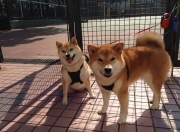 雷火电竞主播-纪录之夜，迪马利亚刷新助攻传奇，乌拉圭力克瑞士晋级争冠战