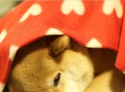 雷火电竞app-唯一焦点，当雷霆用慢征服了时间的狂飙